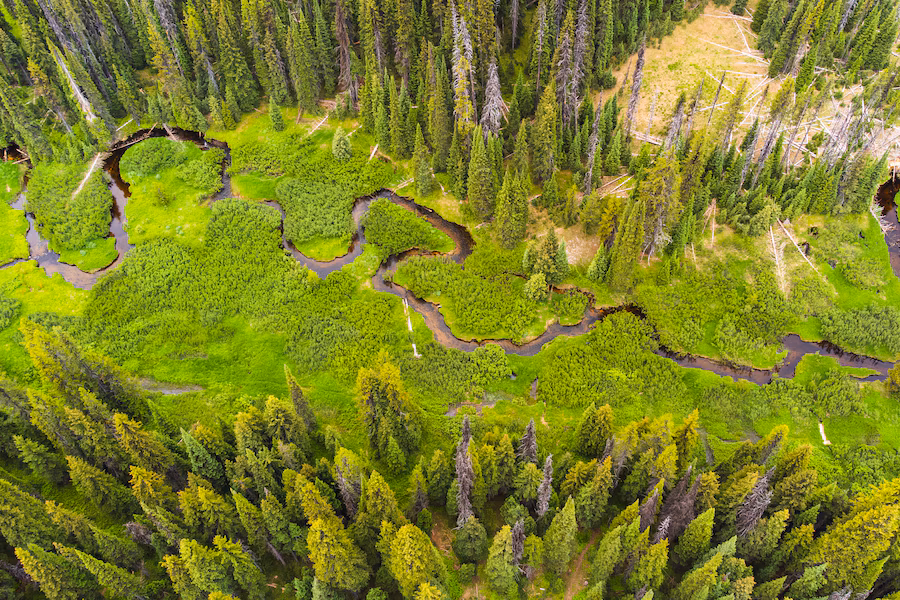 arial view of a winding stream through a forest